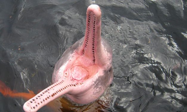 Un accord a été signé entre le Brésil, la Colombie, l’Équateur et le Pérou pour protéger les dauphins roses d’eau douce.