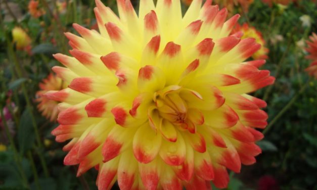 Les dahlias aztèques : entre ornement et aliment