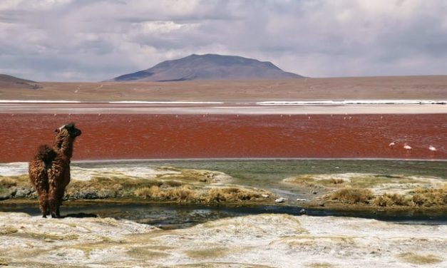 Bolivie : récit d’un scandale électoral et médiatique