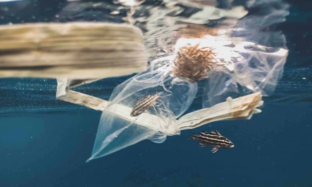 Les sacs hydrosolubles, une révolutionnaire invention chilienne