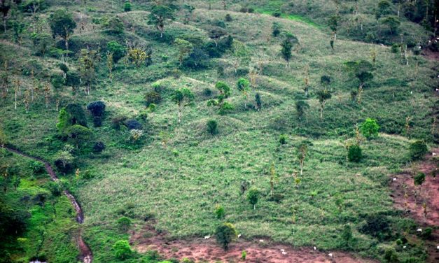 “La selva virgen de la Amazonía no existe”, un libro de Stéphen Rostain