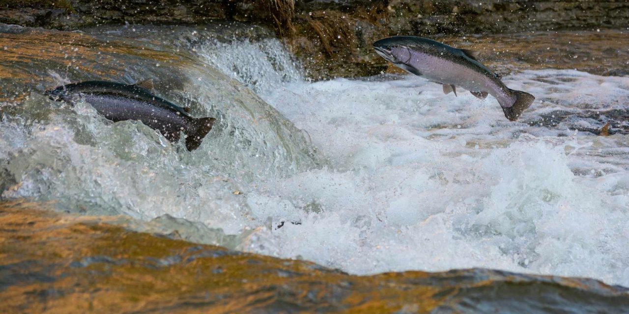 Impact visible des élevages de saumons en Patagonie Chilienne ou comment les saumons tuent des orques