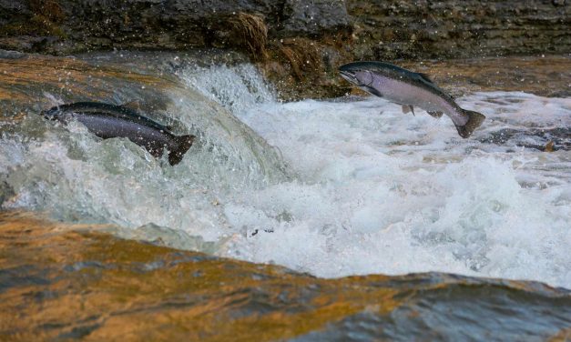 Impacto Oculto de la Salmonicultura en Patagonia Chilena: los salmones matan a las orcas