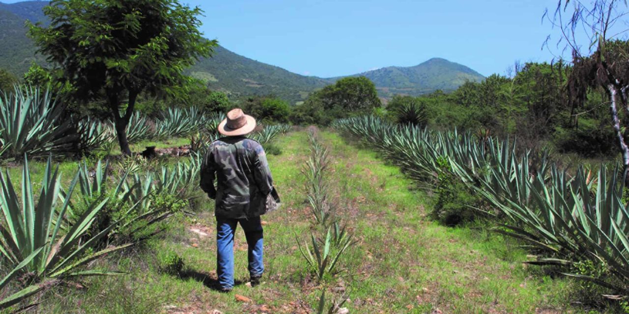 Un día y una noche en el Agavistán