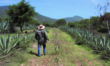 Un jour et une nuit en Agavistan